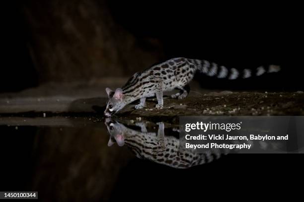 amazing close up of nocturnal civet cat at water hole near lake magadi, kenya - gato civeta fotografías e imágenes de stock