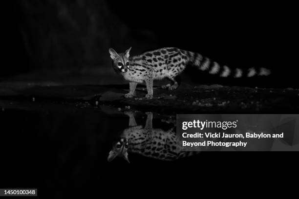 beautiful black and white portrait of civet cat at night near lake magadi, kenya - nocturnality stock pictures, royalty-free photos & images