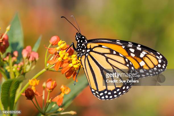 monarch on tropical milkweed - mariposa monarca fotografías e imágenes de stock