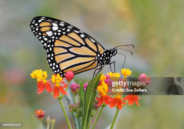 monarch on tropical milkweed - milkweed stock-fotos und bilder