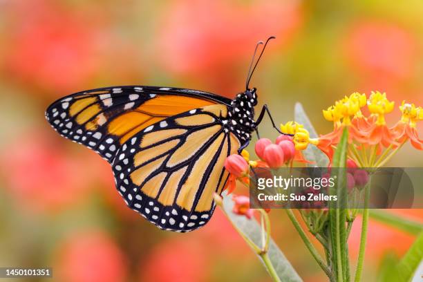 monarch on tropical milkweed in garden - butterfly milkweed stock pictures, royalty-free photos & images