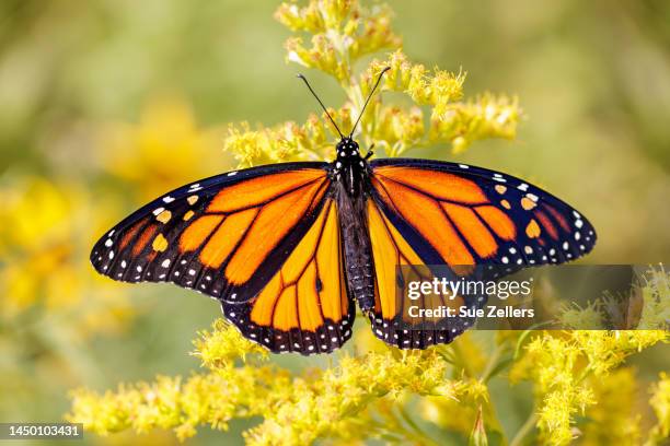 monarch on goldenrod - monarchvlinder stockfoto's en -beelden