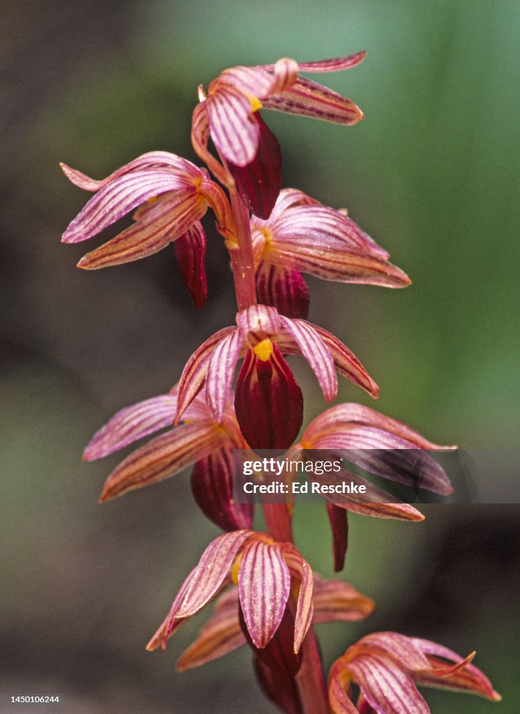 STRIPED CORAL ROOT ORCHID (Corallorhiza striata), A SAPROPHYTIC ORCHID