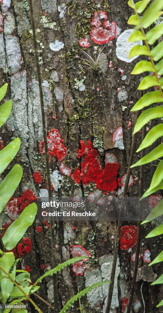 RED BATON ROUGE LICHEN or CHRISTMAS LICHEN (Cryptothecia rubrocincta) IN A BALD CYPRESS SWAMP