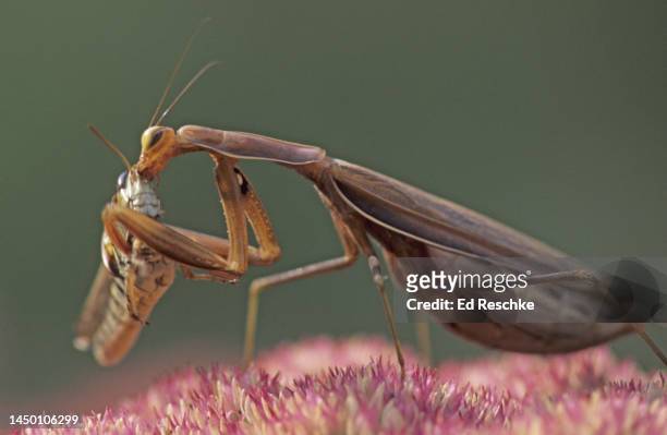 european mantis (mantis religiosa) or praying mantis eating a grasshopper, a skilled predator, on sedum - cannibalism stock pictures, royalty-free photos & images