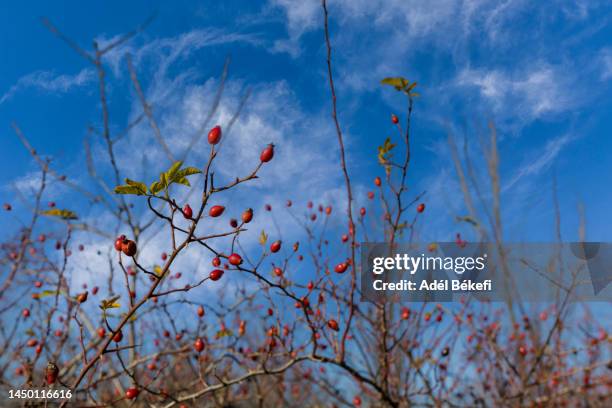 rose hips in autumn - ローズヒップティー ストックフォトと画像