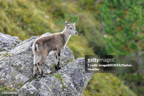alpine ibex (capra ibex), young animal standing on rocky outcrop, bernese oberland, canton bern, switzerland - swiss ibex stockfoto's en -beelden