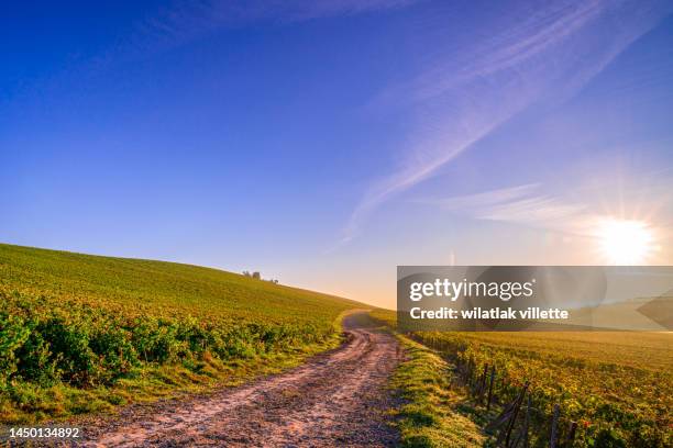 vineyards at sunset - topics stockfoto's en -beelden