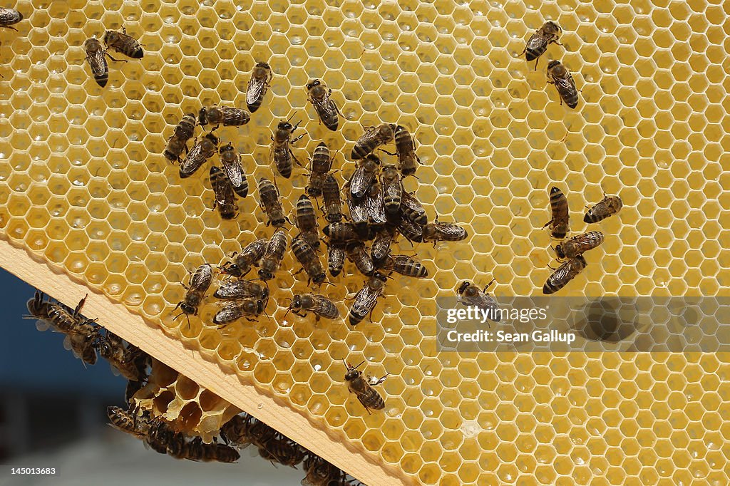 Urban Beekeeping Growing In Popularity