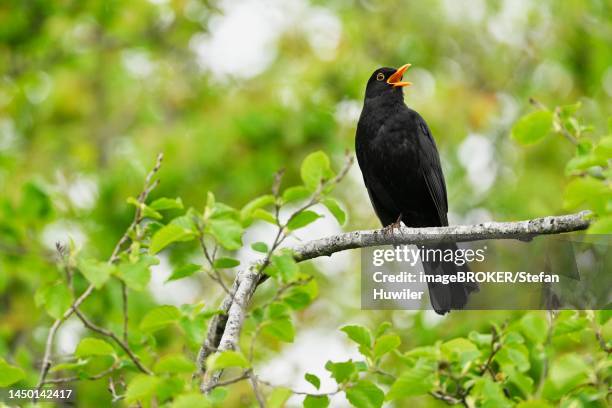 blackbird (turdus merula), male singing sitting on a branch, canton aargau, switzerland - singdrossel stock-fotos und bilder