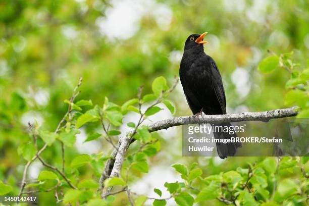 blackbird (turdus merula), male singing sitting on a branch, canton aargau, switzerland - lijster stockfoto's en -beelden