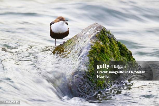 white-throated dipper or white-breasted dipper (cinclus cinclus), standing on stone, switzerland - cinclus cinclus stock pictures, royalty-free photos & images