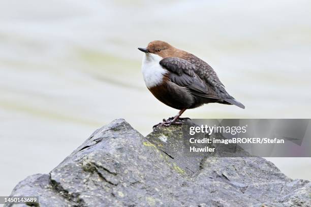 white-throated dipper or white-breasted dipper (cinclus cinclus), standing on stone, switzerland - cinclus cinclus stock pictures, royalty-free photos & images