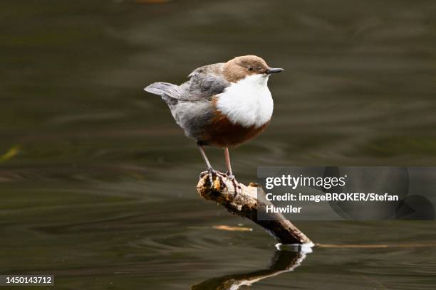 white-breasted dipper (cinclus cinclus), sitting on branch, switzerland - cinclus cinclus stock pictures, royalty-free photos & images