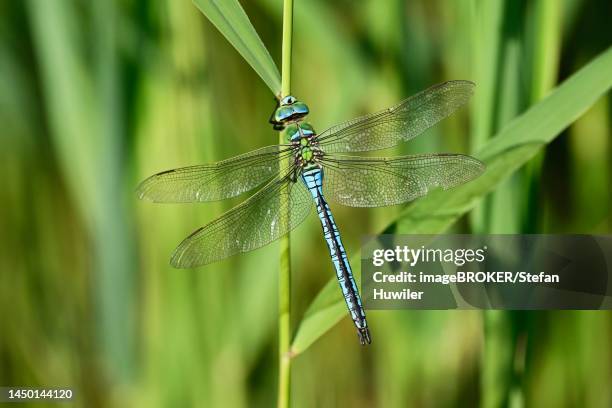emperor dragonfly (anax imperator), male, flown, switzerland - anax imperator stockfoto's en -beelden