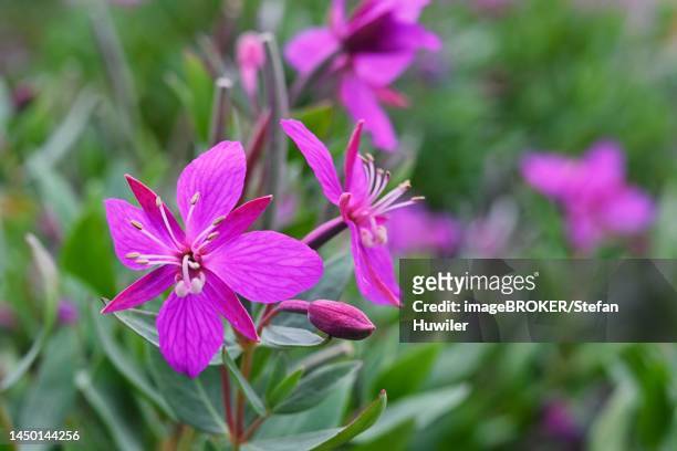 chamaenerion latifolium (epilobium latifolium), west greenland, greenland - adelfilla enana fotografías e imágenes de stock