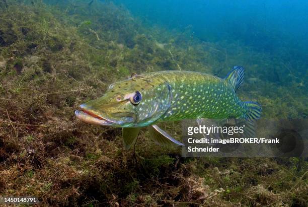 adult pike (esox lucius) standing in shallow water near the shore over water plants in quarry pond, north rhine-westphalia, germany - pike fish stockfoto's en -beelden
