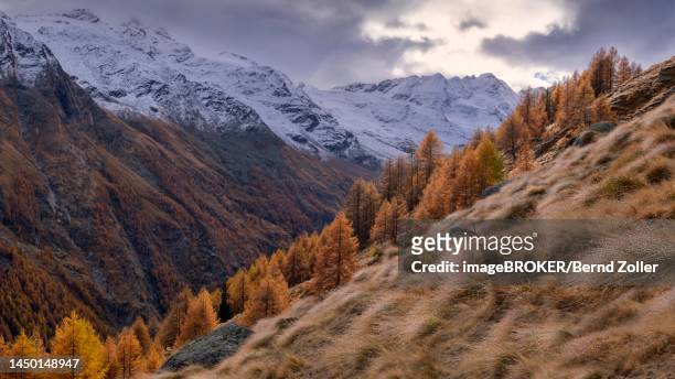 spotlight on autumn-coloured mountain forest, snow-covered peaks of the paradiso group in the background, gran paradiso national park, aosta, italy - parco nazionale del gran paradiso bildbanksfoton och bilder