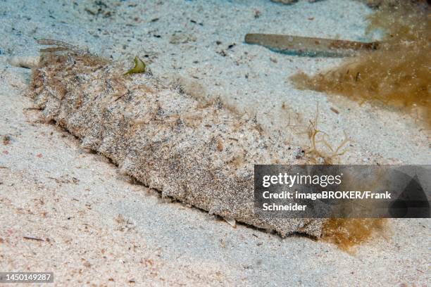 sea cucumber sea cucumber (holothuria arguinensis) crawls over sandy seabed sea bed, mediterranean sea, cala ratjada, majorca, balearic islands, balearic islands, spain - holothuria stock pictures, royalty-free photos & images