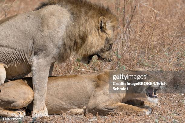 474 Lion Mating Photos and Premium High Res Pictures - Getty Images