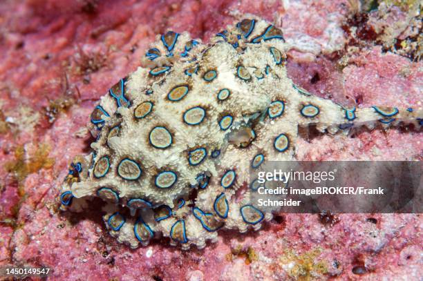 venomous large blue-ringed octopus (hapalochlaena lunulata) blue-ringed octopus camouflages itself like small coral block lurking for prey, pacific ocean, philippine sea, philippines - blue ringed octopus stock pictures, royalty-free photos & images