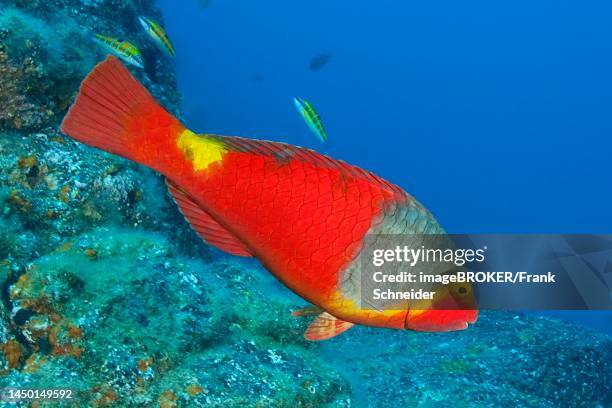 female mediterranean parrotfish (sparisoma cretense) with red colouration and yellow saddle patch, eastern atlantic, canary islands, spain - parrot fish stock pictures, royalty-free photos & images