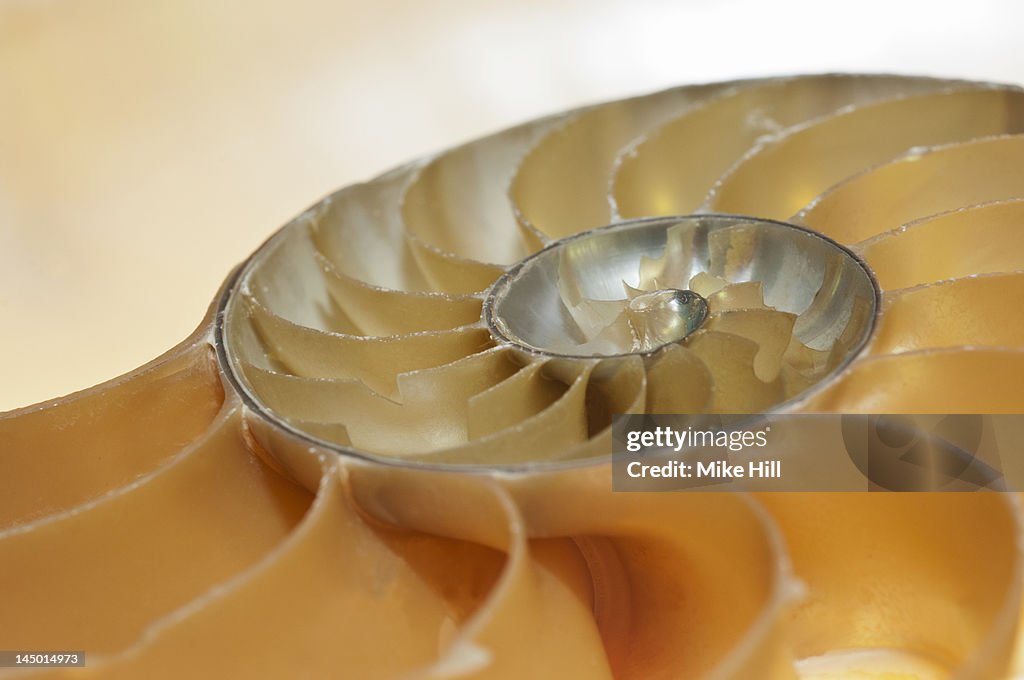 Cross section of a nautilus shell (Nautilidae sp.)