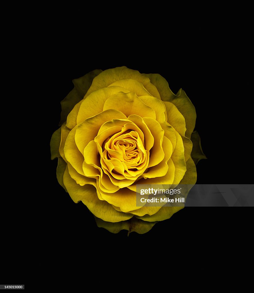 Yellow rose ( Rosa sp.) on a black background