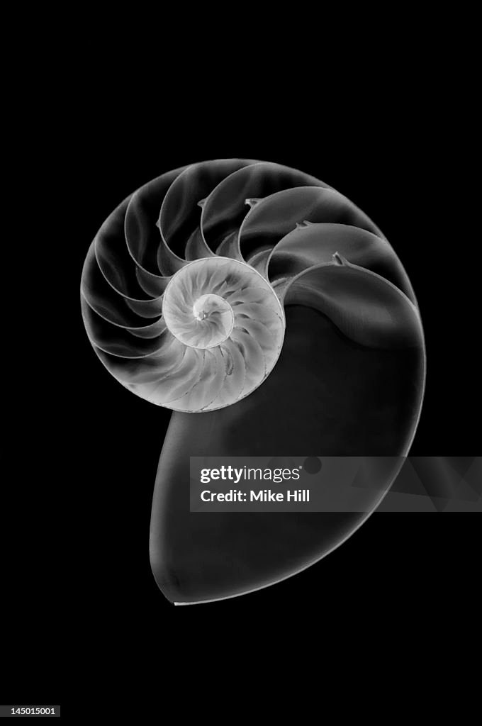 X ray of a nautilus shell (Nautilidae sp.)