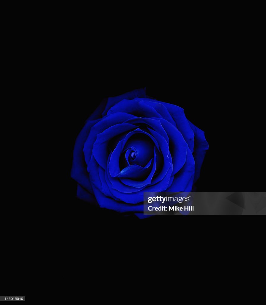 Blue Roses Front Black And Blue Rose Background