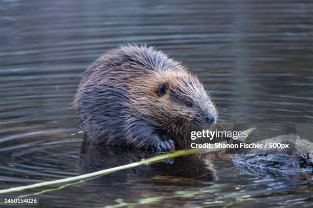 close-up of beaver swimming in lake,hope,british columbia,canada - beaver foto e immagini stock