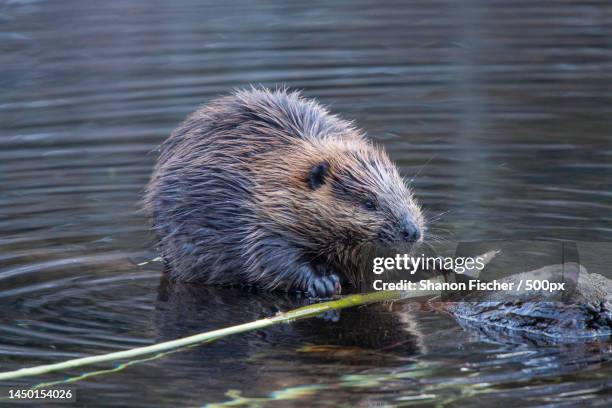 close-up of beaver swimming in lake,hope,british columbia,canada - beaver bildbanksfoton och bilder