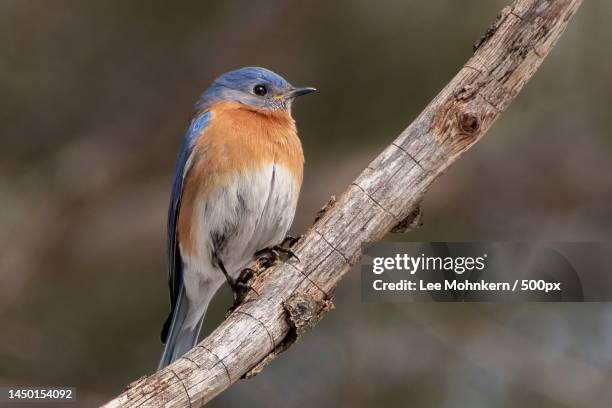 close-up of songfinch perching on branch,new hampshire,united states,usa - eurasian bullfinch stock pictures, royalty-free photos & images