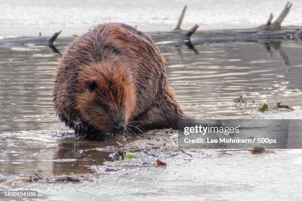close-up of bear swimming in sea,horse hill nature preserve,united states,usa - beaver foto e immagini stock