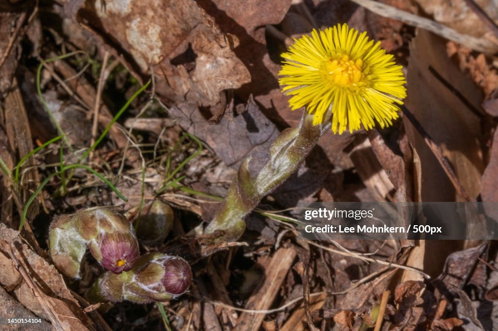 High angle view of yellow flowering plant on field,Three Ponds Trail,United States,USA