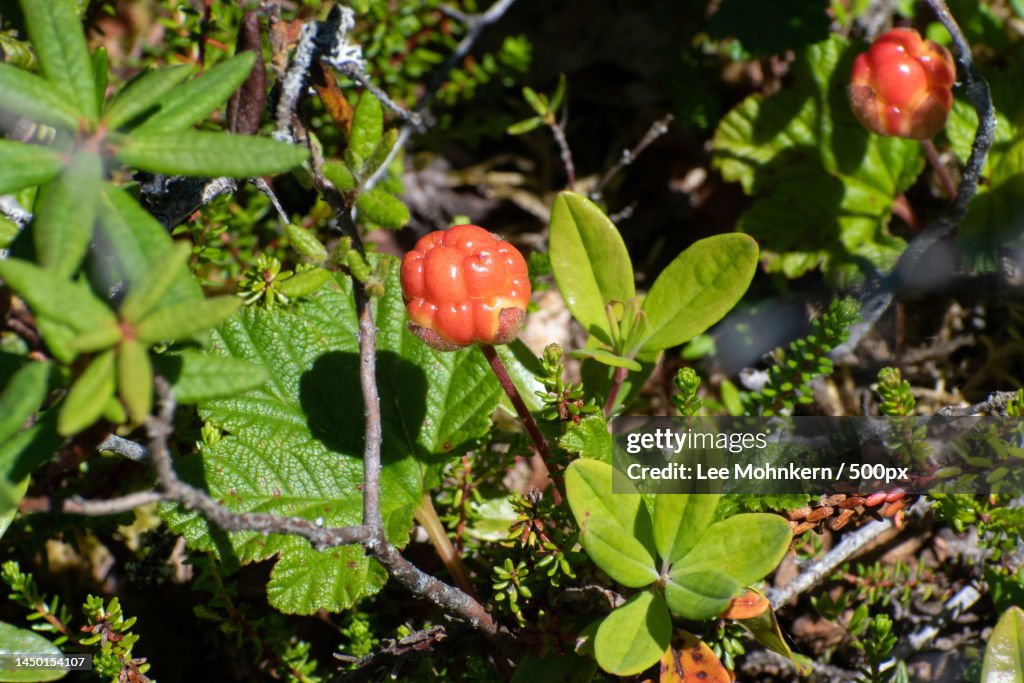 Close-up of red berries growing on tree,Quoddy Head State Park,United States,USA