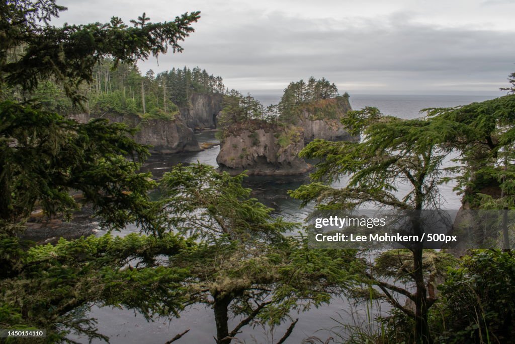 Trees by sea against sky,Cape Flattery,Washington,United States,USA