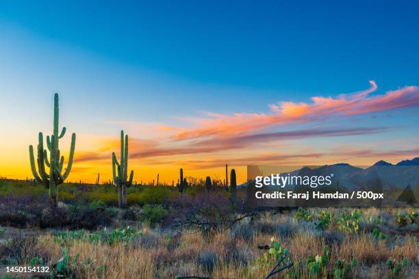 scenic view of field against sky during sunset,tucson,arizona,united states,usa - arizona foto e immagini stock