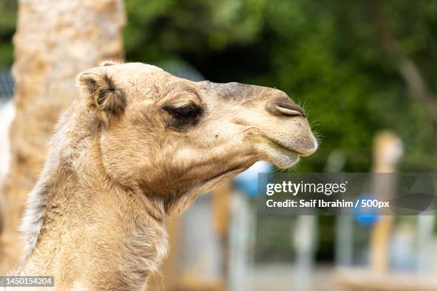 close-up of dromedary camel,kiryat bialik,israel - dromedary camel stock pictures, royalty-free photos & images