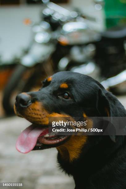 close-up of rottweiler,kerala,india - rottweiler imagens e fotografias de stock