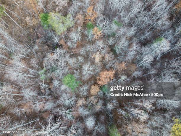 full frame shot of trees in forest during winter,gatlinburg,tennessee,united states,usa - gatlinburg winter stock pictures, royalty-free photos & images