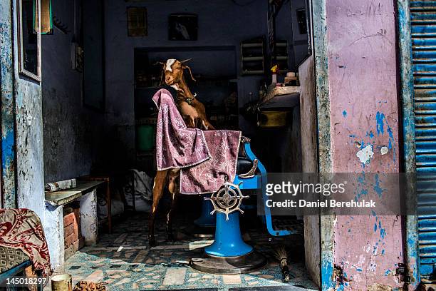 Goat stands on its hind legs inside of a barber shop on a road leading to the 'dargah' or shrine of Sufi saint Muhammad Moin-ud-din Chisti on May 22,...