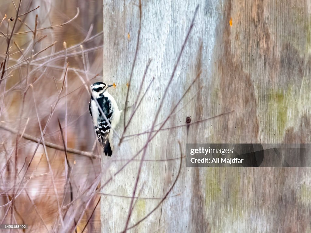 Downy Woodpecker