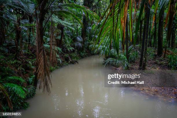 nz native bush & stream - northland new zealand stock pictures, royalty-free photos & images