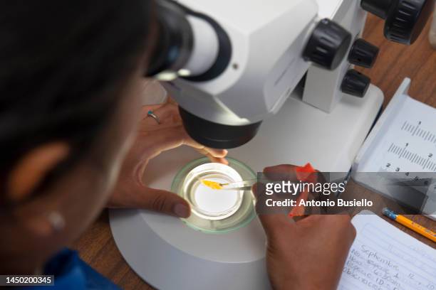 researcher working with microscope - animal testing fotografías e imágenes de stock