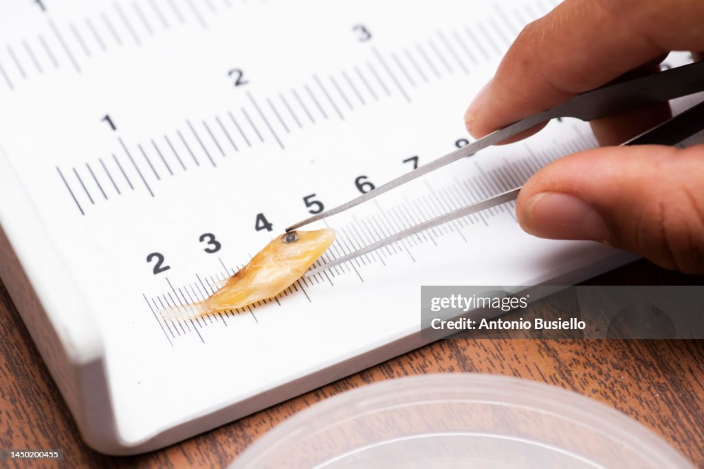 Measuring A Fish Sample In Laboratory Environment High-Res Stock Photo ...