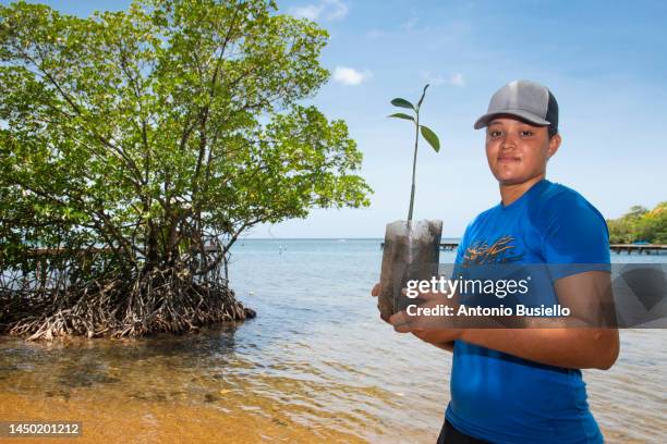 biologist holding a mangrove plant - propriété forestière de production photos et images de collection