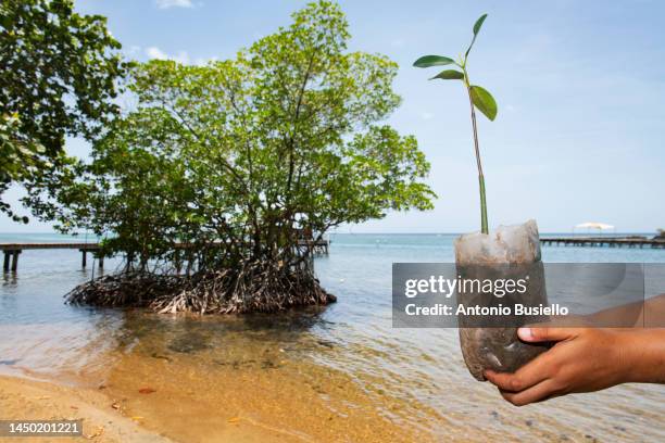 biologist holding a mangrove plant - honduras fotografías e imágenes de stock