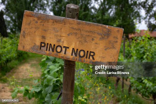 pinot noir grape wine sing on vineyard. vineyard landscape - cabernet sauvignon druif stockfoto's en -beelden