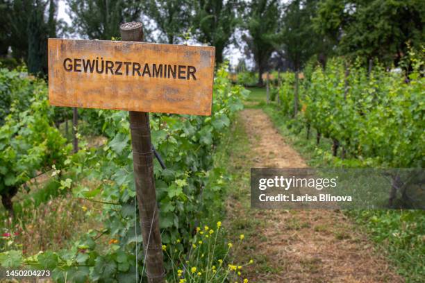 gewurztraminer grape wine sing on vineyard. vineyard landscape - cabernet sauvignon traube stock-fotos und bilder